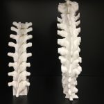 Spine models
for development of neuraxial anesthesia phantomCT. FDM Print.