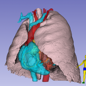 Interactive rendering of lung and heart blood pools for teaching TTE